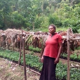 Jorime Kavira Musumba dans l’un de ses sites de production de plantules de café, vendues aux membres de la Coopérative Kawa Kabuya et autres producteurs du milieu. 