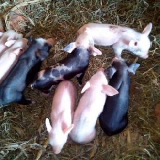 Jorime Kavira Musumba a quatre chevreaux qui ont rejoint son élevage en juillet 2021. Elle a aujourd’hui treize chèvres au total, dont sept géniteurs. Elle est en train de développer, également une porcherie qui compte actuellement 27 têtes, dont huit porcelets. 